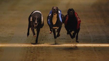 https://betting.betfair.com/greyhound-racing/Three%20dogs%20winning%20line%201280.jpg